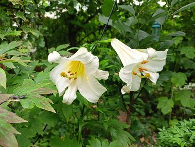 Lilium regale