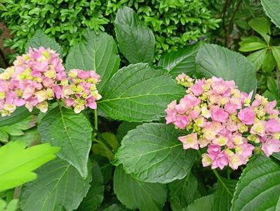 Hortensia macr. You and Me Forever