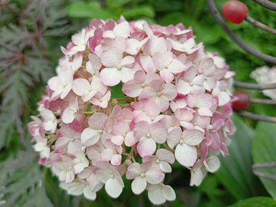 Hortensia arb. Candybelle Bubblegum
