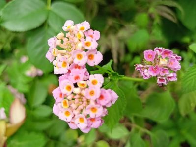 Lantana