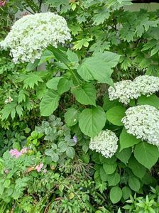 Hortensia arb. Incrediball