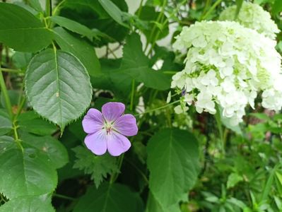 Geranium Rozanne și Incrediball