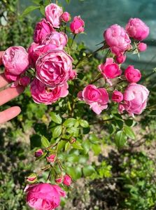 Pomponella