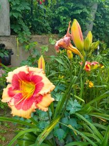 IMG20230628120154