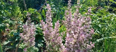 Salvia sclerea; Inaltime 50cm
Înflorire iunie iulie
