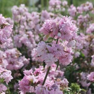 Saponaria flore pleno, parfumată; Inaltime 40_60  cm
Înflorire iulie_septembrie
Melifera
Flori duble parfumata
