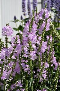 Physostegia pink; Inaltime 40-50 cm
