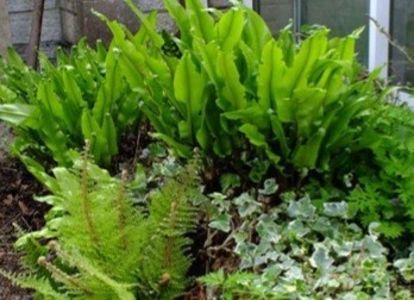 Asplenium scolopendrium