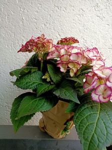 Img.2023.05.01; Din comerț...
