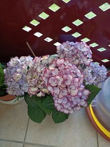 Img.2023.06.02; Am lăsat-o în stare foarte bună...
