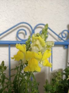 Img.2023.06.11; Și mai multe flori :)
