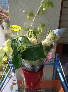 Img.2023.06.19; De la Lidl de salvat! Alb
