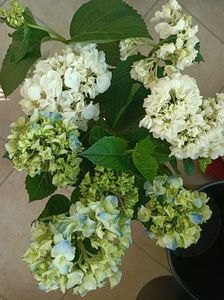 Img.2023.06.20; De la Lidl
