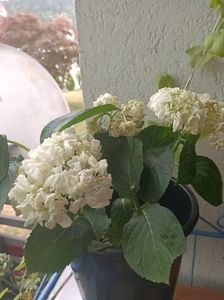 Img.2023.06.20; Încă șifonate....
