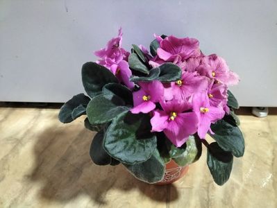IMG20230629072409