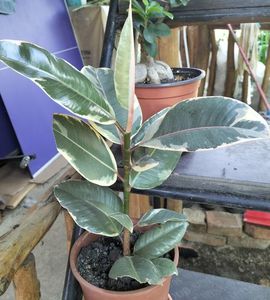 Ficus tineke