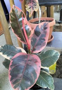 Ficus belize