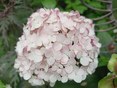 Hydrangea arb. Candybelle Bubblegum