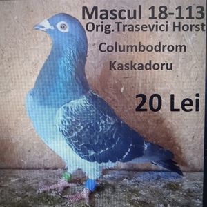 Mascul 18-113....