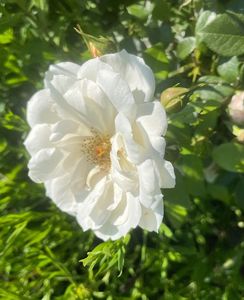AB45C187-5ED2-4D27-AAF1-9B8D6CC38F1E