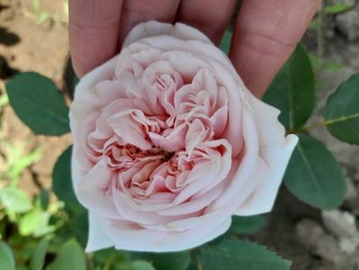 Claire Rose