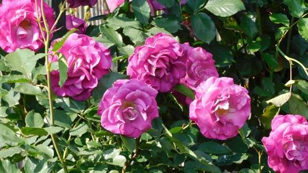 Climbing Violette psrfumee