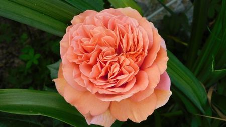 Belle d 'anjou