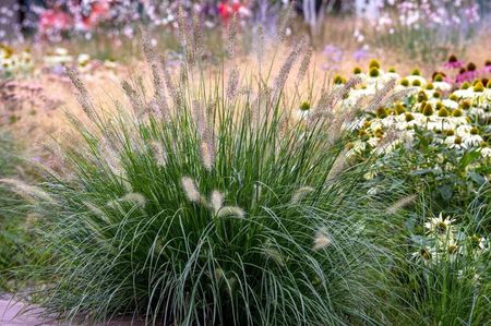 Pennisetum fountain grass; Inaltine 40 cm
