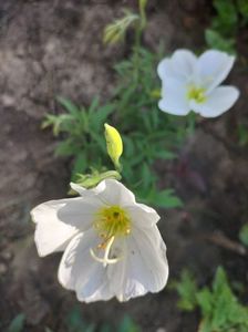Oenothera
