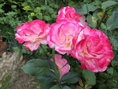 IMG20230703195903