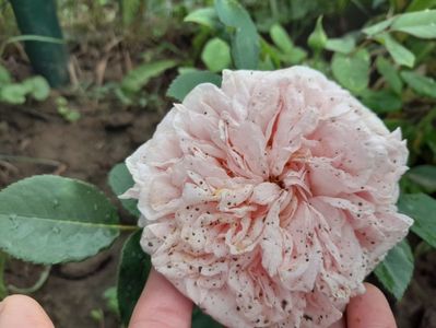 Claire rose