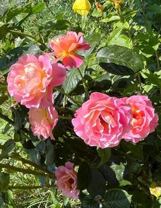 Pink paradise