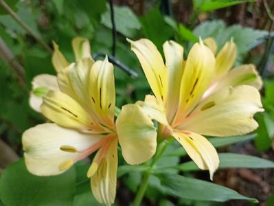 Alstroemeria Summer Samba 2
