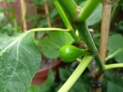 Ficus carica Dalmatie
