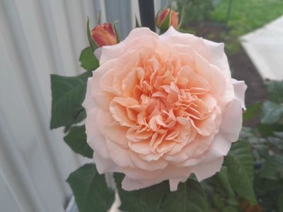 Rose de Tolbiac
