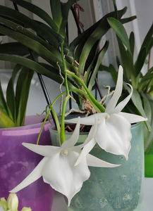 angraecum "Lady Lisa"x sesquipedale