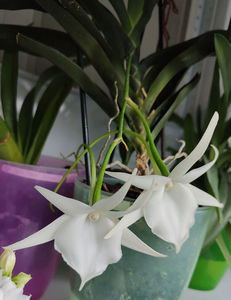 angraecum "Lady Lisa"x sesquipedale