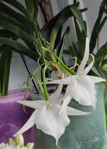 angraecum "Lady Lisa"x sesquipedale