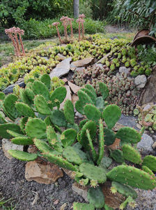 opuntia hybr.
