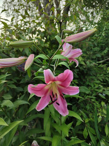 lilium asiaticum