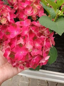 IMG20230701114330