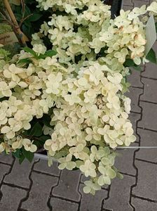 IMG20230701114526