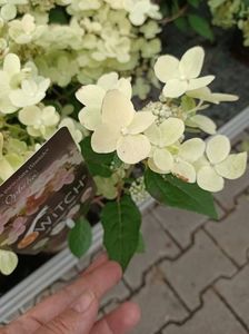 IMG20230701114531