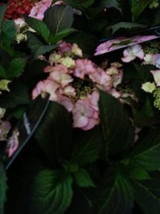 IMG20230701115311