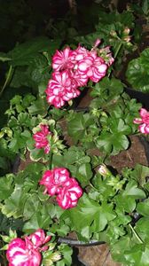 received_253576247414142