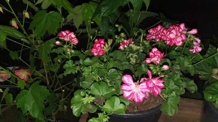 received_114922658324213