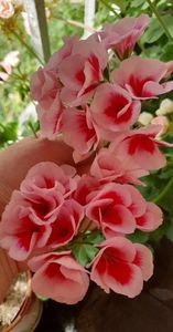 received_992287538872633