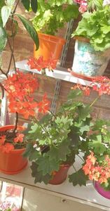 received_1063727071272779