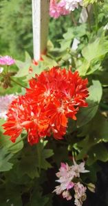 received_224532670501634