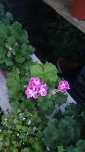 received_995858951602597